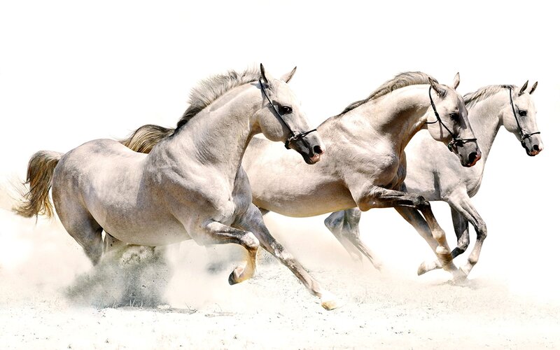 Three White Horses Running — Dynamic, Photograph, Dust, Saddle
