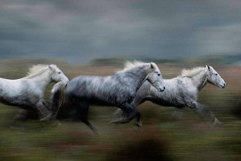 Three White Horses Running — Dynamic, Photograph