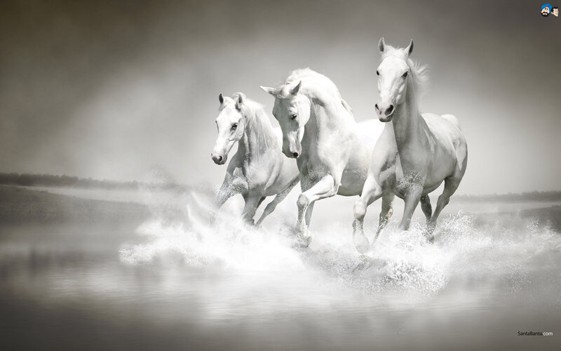 Three White Horses Running — Dynamic, Photograph, Water, Splashes, Sky