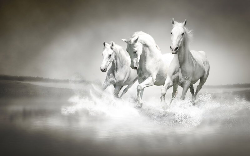 Three White Horses Running — Dynamic, Photograph, Water, Splashes