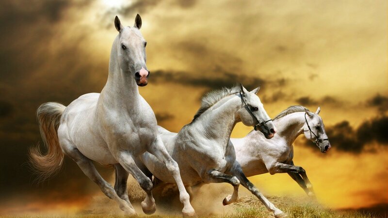 Three White Horses Running — Dynamic, Sunset, Photograph, Sky