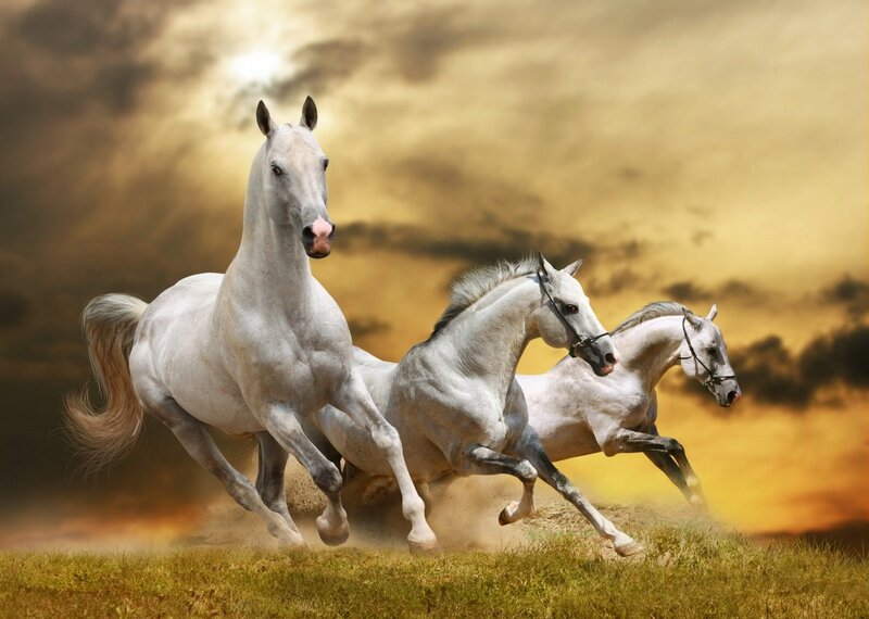 Three White Horses Running — Dynamic, Sunset, Photograph