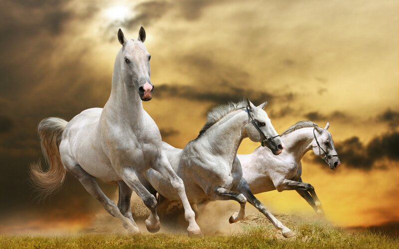 Three White Horses Running — Dynamic, Sunset