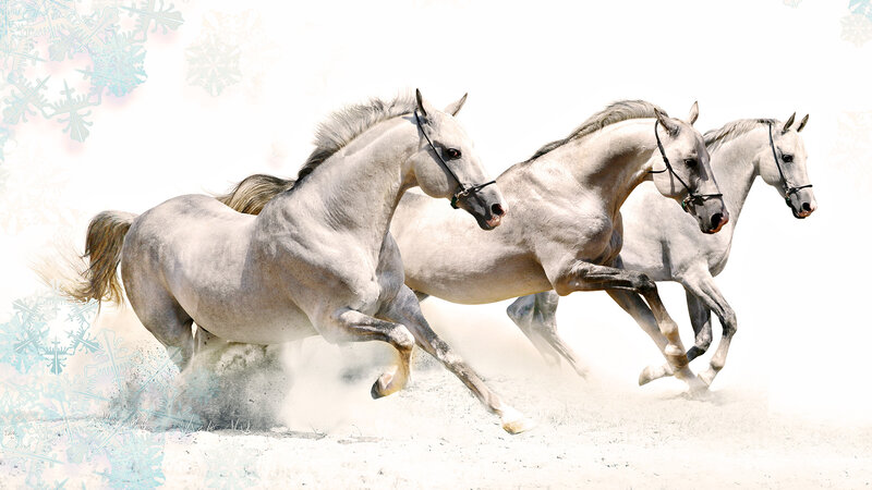 Three White Horses Running — Dynamic