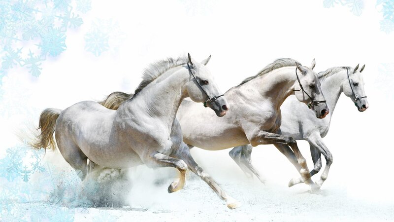 Three White Horses Running — Dynamic, Winter, Photograph, Snow