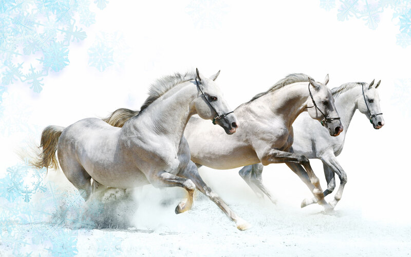 Three White Horses Running — Dynamic, Winter, Photograph, Snowflakes