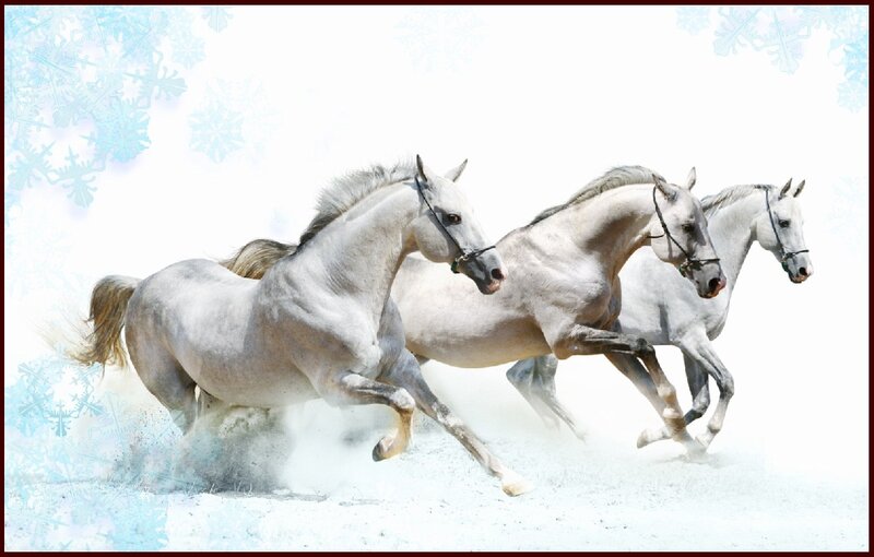 Three White Horses Running — Dynamic, Winter, Photograph