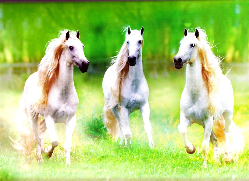 Three White Horses Running — Green