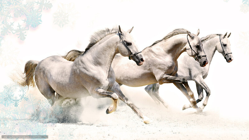 three white horses running