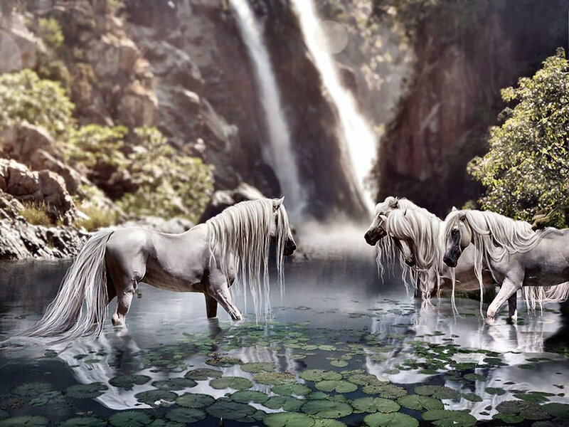 Three White Horses — Serene, Afternoon