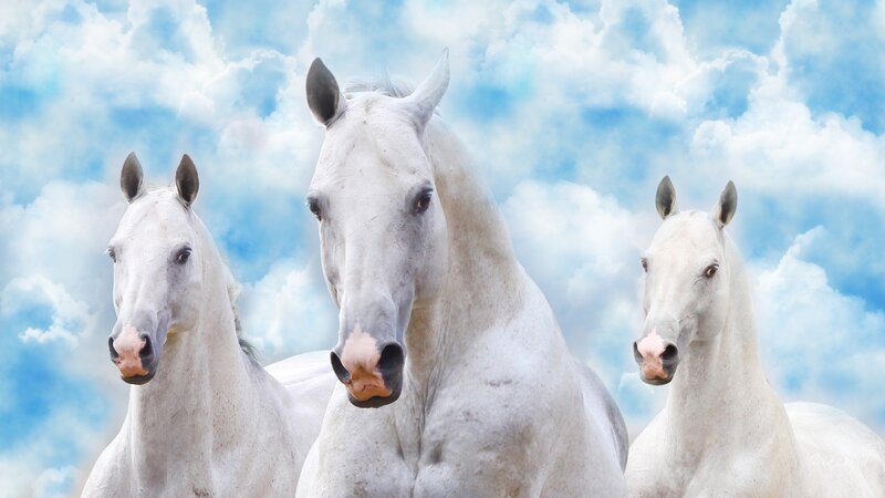 Three White Horses — Serene, Photograph, Sky