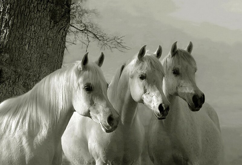 Three White Horses — Serene