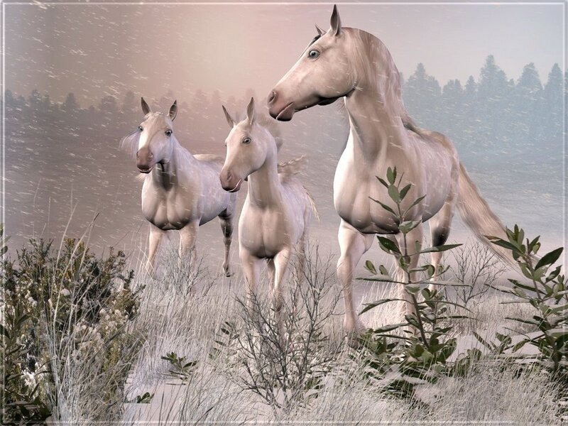 Three White Horses — Serene, Winter