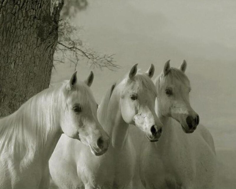 Three White Horses