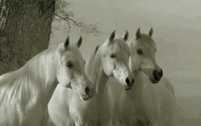 three white horses under a tree