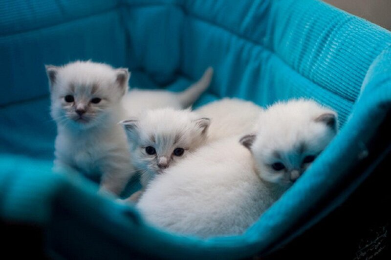 Three White Kittens — Blue, Calm