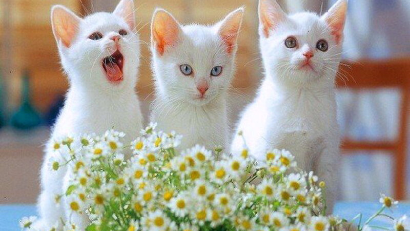 Three White Kittens — Calm, Afternoon, Photograph, Flowers