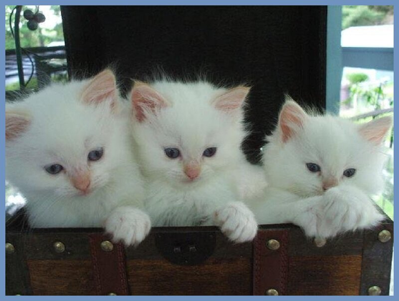 Three White Kittens — Calm, Afternoon, Photograph