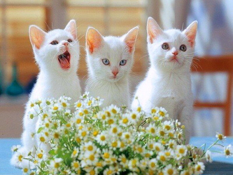 Three White Kittens — Calm, Afternoon