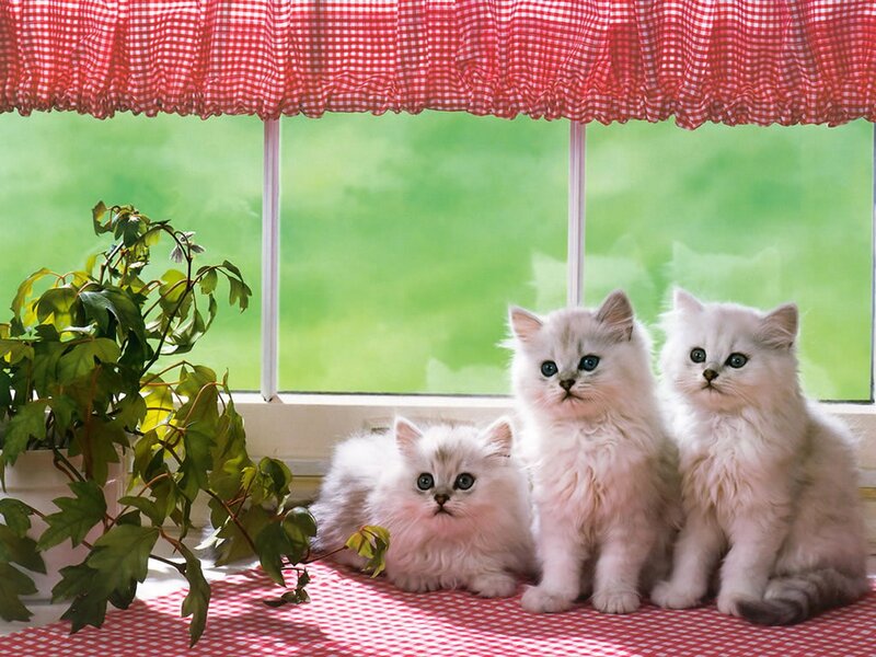 Three White Kittens — Calm, Morning