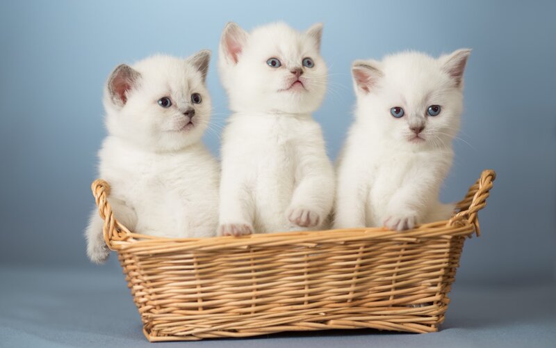 Three White Kittens — Calm, Photograph, Basket, Blue Background