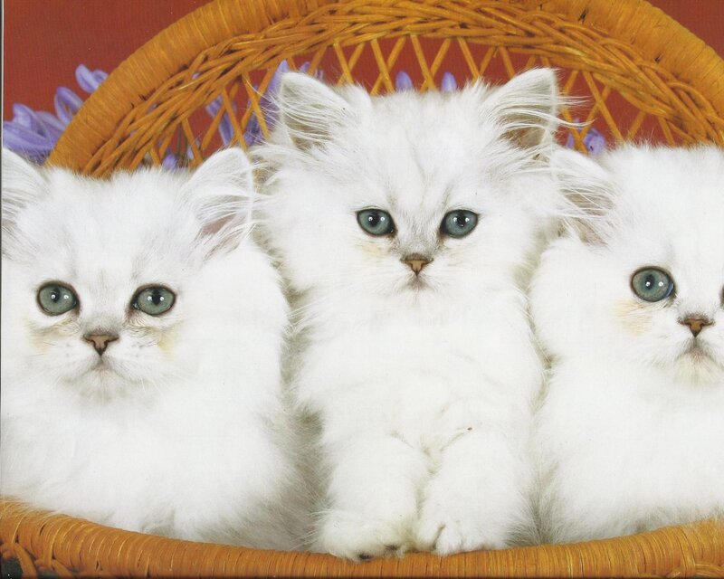 Three White Kittens — Calm, Photograph, Basket, Flowers