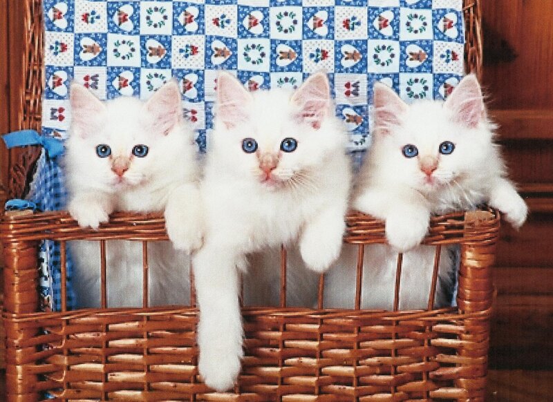 Three White Kittens — Calm, Photograph, Basket