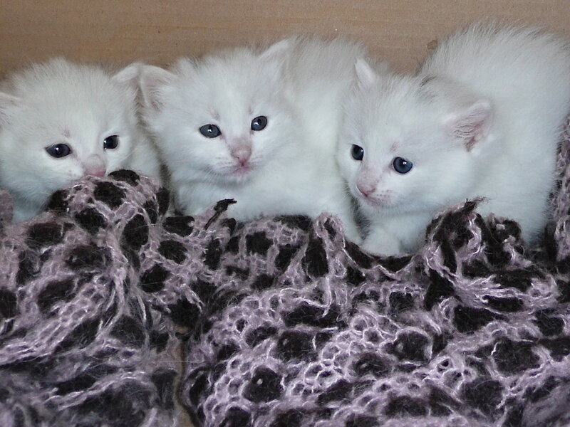 Three White Kittens — Calm, Photograph, Blanket, Box