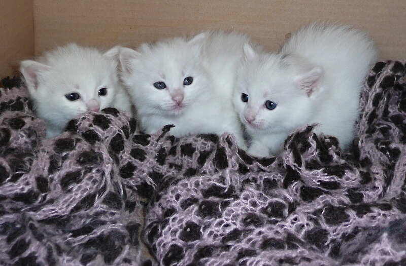 Three White Kittens — Calm, Photograph, Blanket