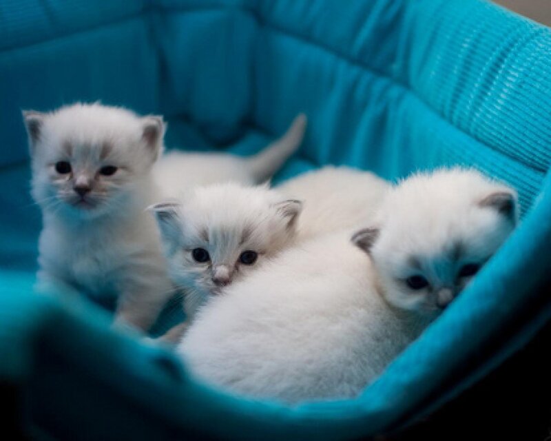 Three White Kittens — Calm, Photograph, Blue Bed