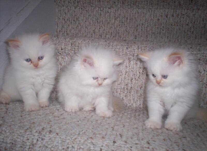 Three White Kittens — Calm, Photograph, Carpet