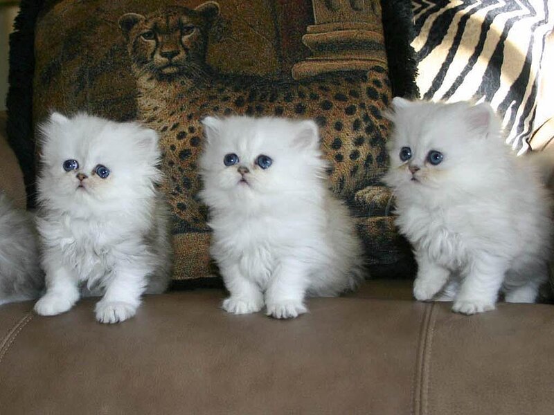 Three White Kittens — Calm, Photograph, Couch