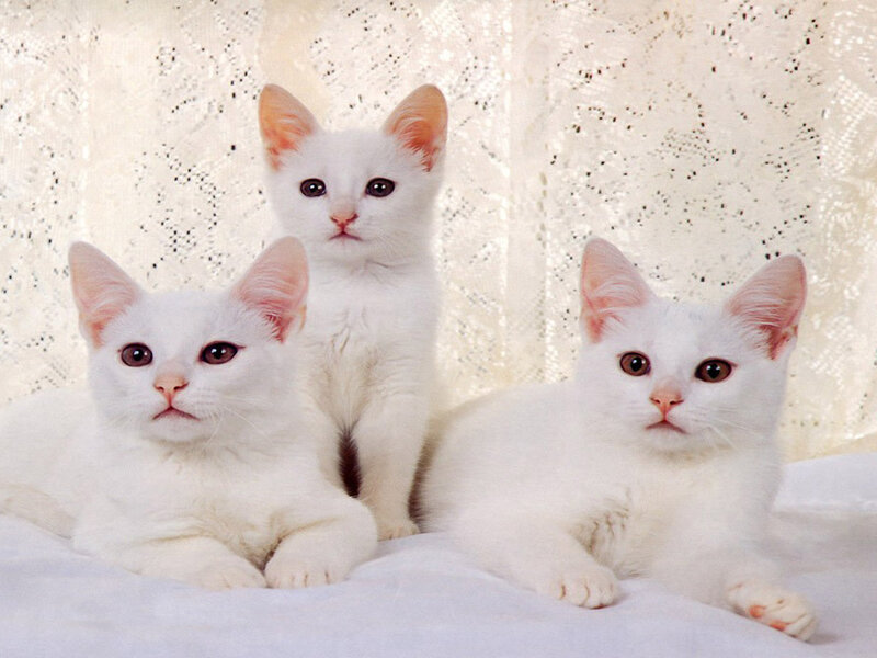 Three White Kittens — Calm, Photograph, Curtain
