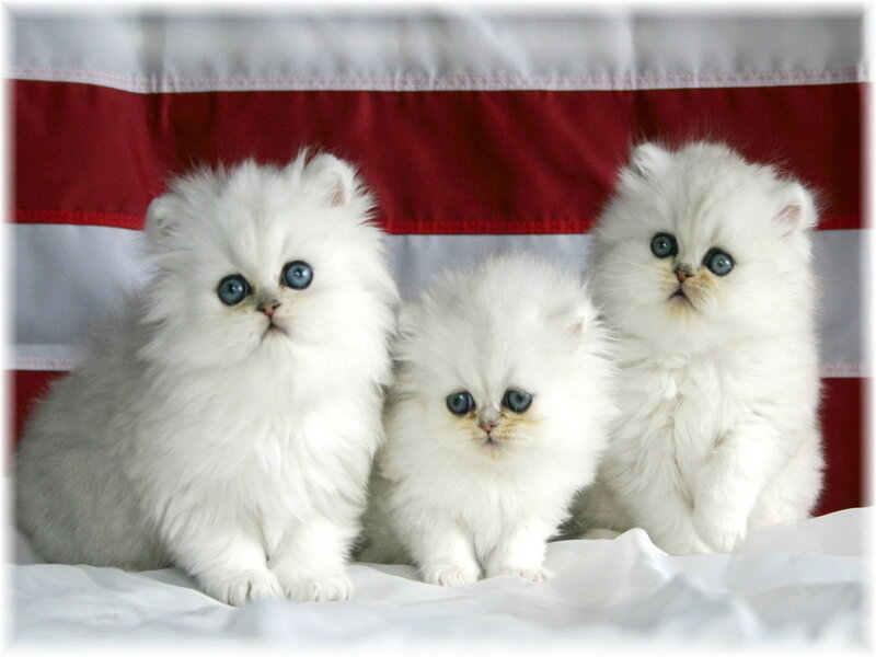 Three White Kittens — Calm, Photograph, Flag