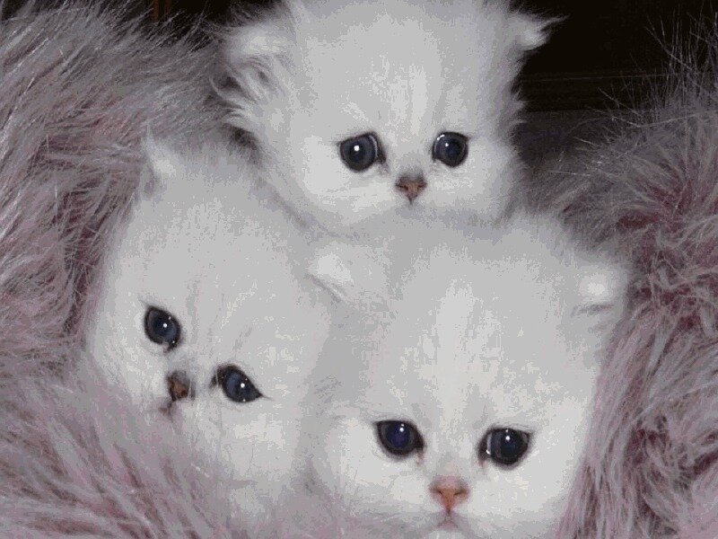 Three White Kittens — Calm, Photograph, Fluffy Fur