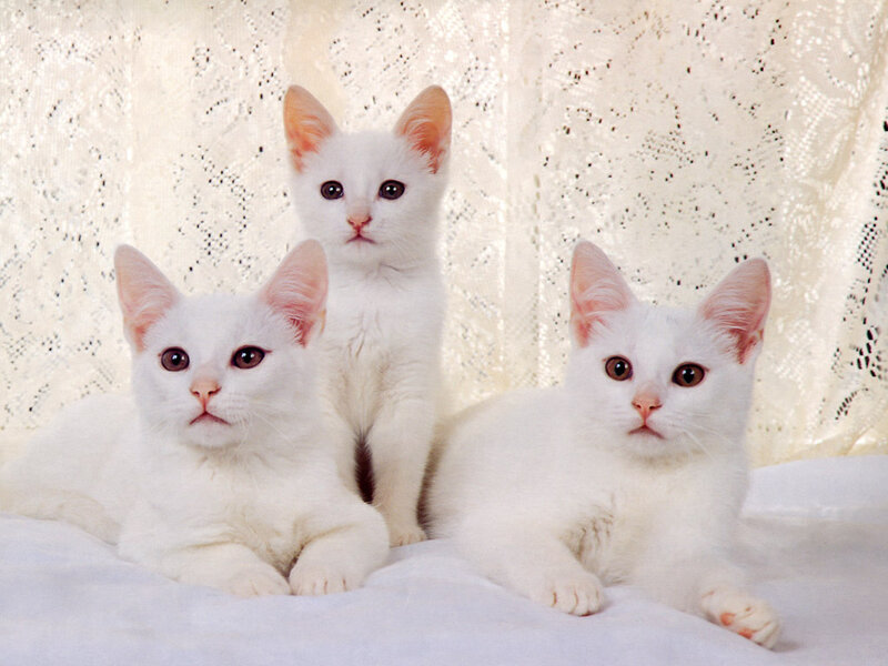 Three White Kittens — Calm, Photograph, Lace Curtain