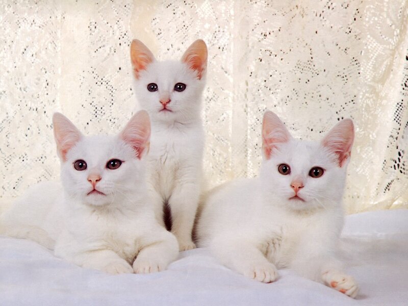 Three White Kittens — Calm, Photograph, Lace Curtain, White Surface