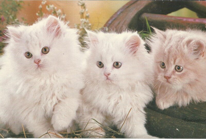Three White Kittens — Calm, Photograph, Straw