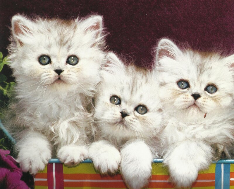Three White Kittens — Calm, Photograph, Striped Basket