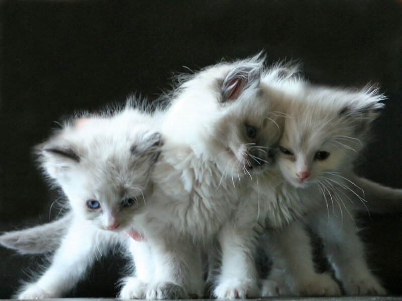 Three White Kittens — Calm, Photograph