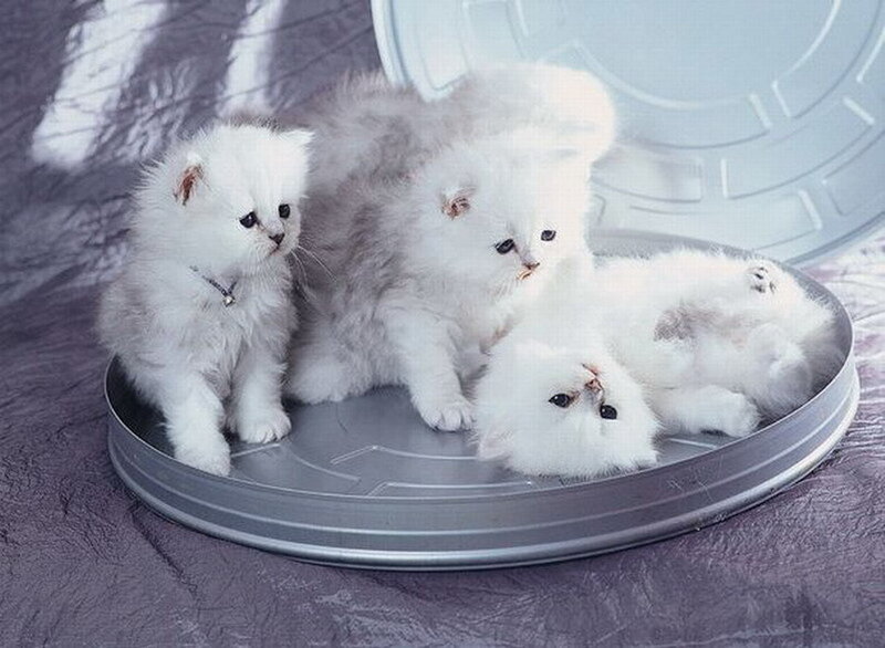 Three White Kittens — Calm, Photograph, Tray