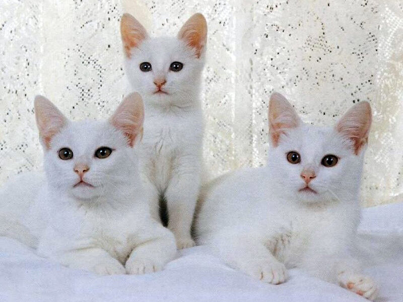 Three White Kittens — Calm, Photograph, White Fabric