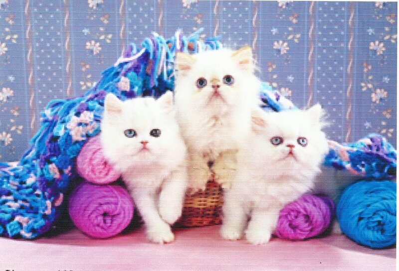 Three White Kittens — Calm, Photograph, Yarn