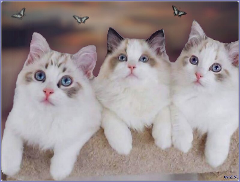 Three White Kittens — Calm, Sunset