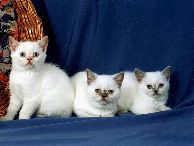 Three White Kittens — Calm