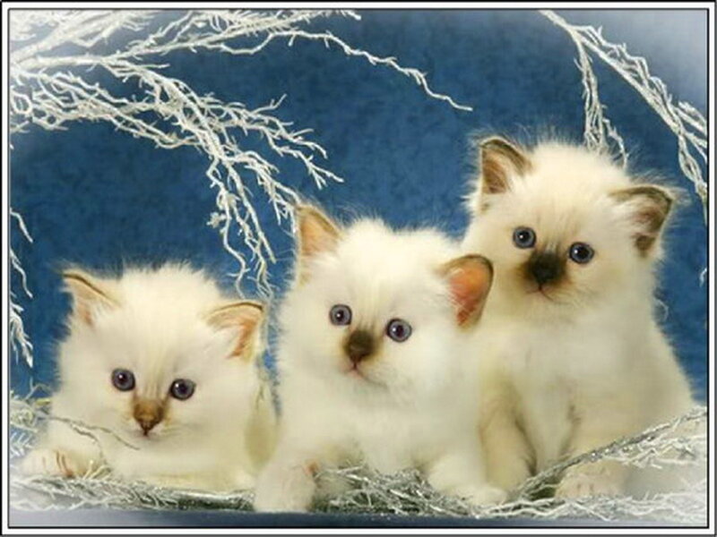 Three White Kittens — Calm, Winter, Photograph