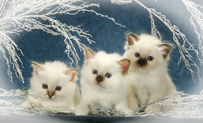 Three White Kittens — Calm, Winter