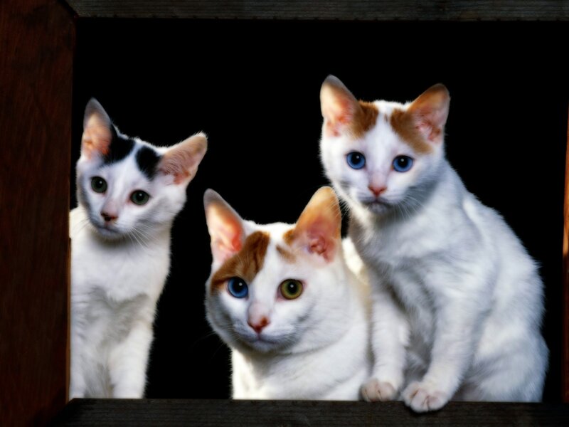 Three White Kittens — Curious, Photograph, Wooden Structure