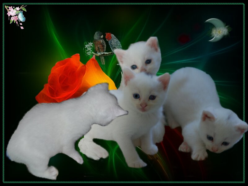 Three White Kittens — Dreamy