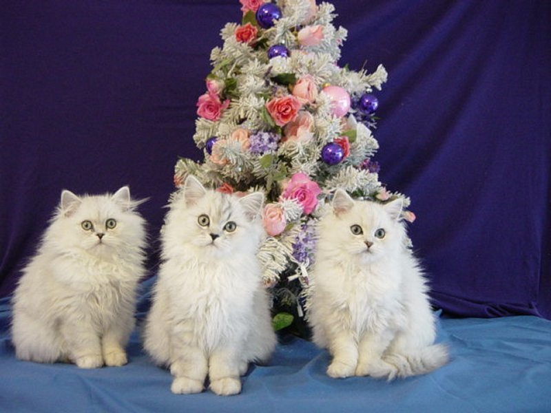 Three White Kittens — Festive